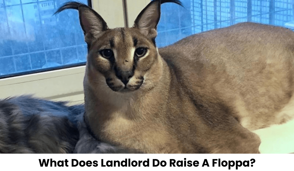 What Does Landlord Do Raise A Floppa?